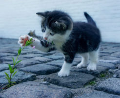 かわいがられる人とそうでない人の違い